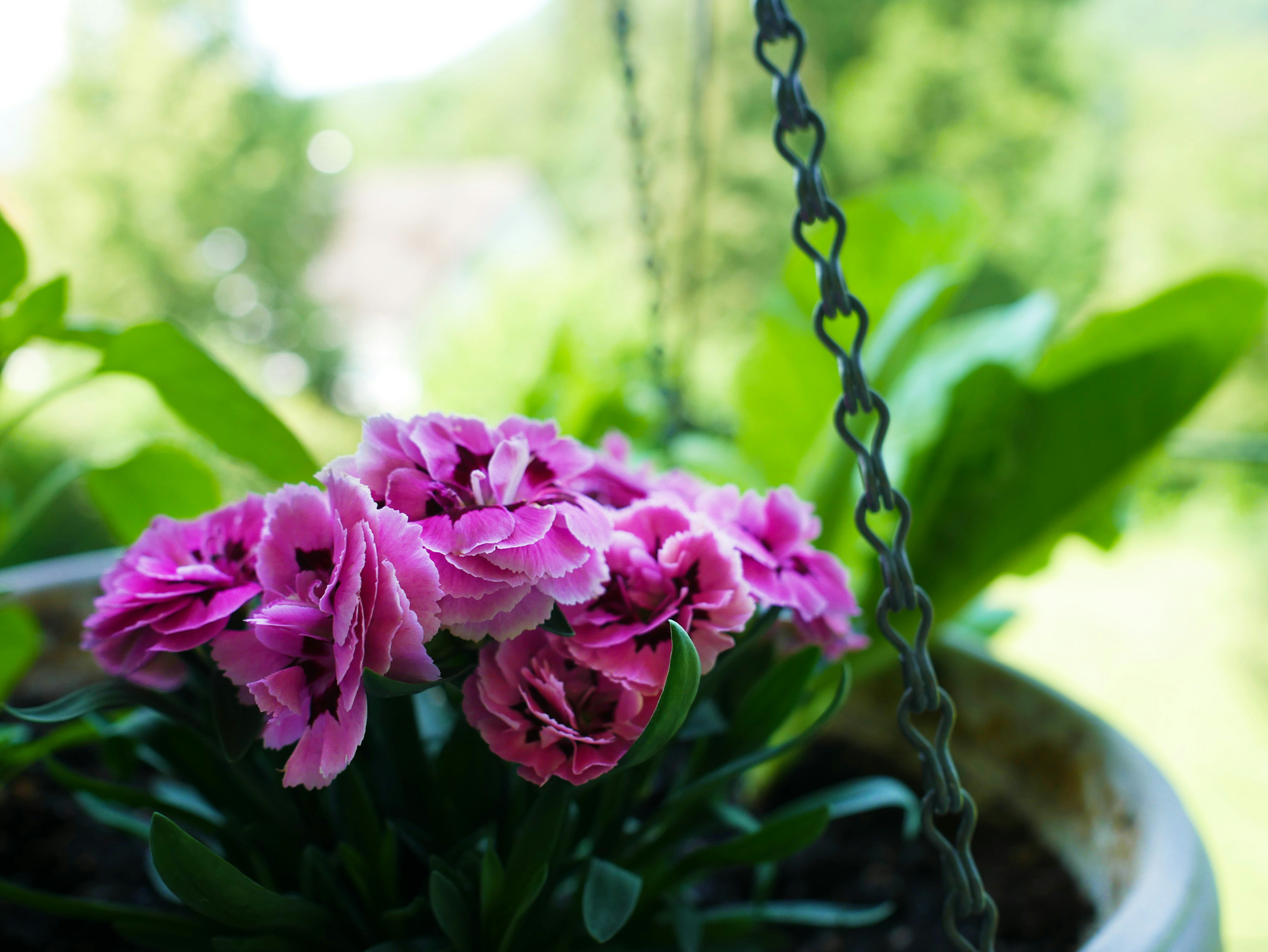 How To Start A Balcony Garden In An Apartment Setting